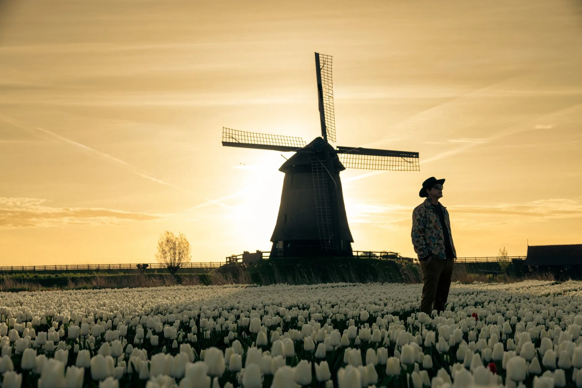 Moulins, tulipes et paysages