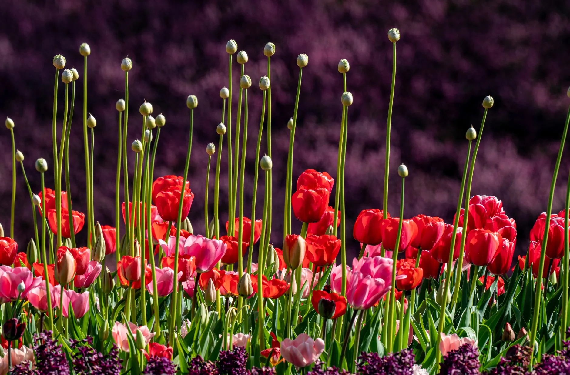 Keukenhof, le parc floral du printemps