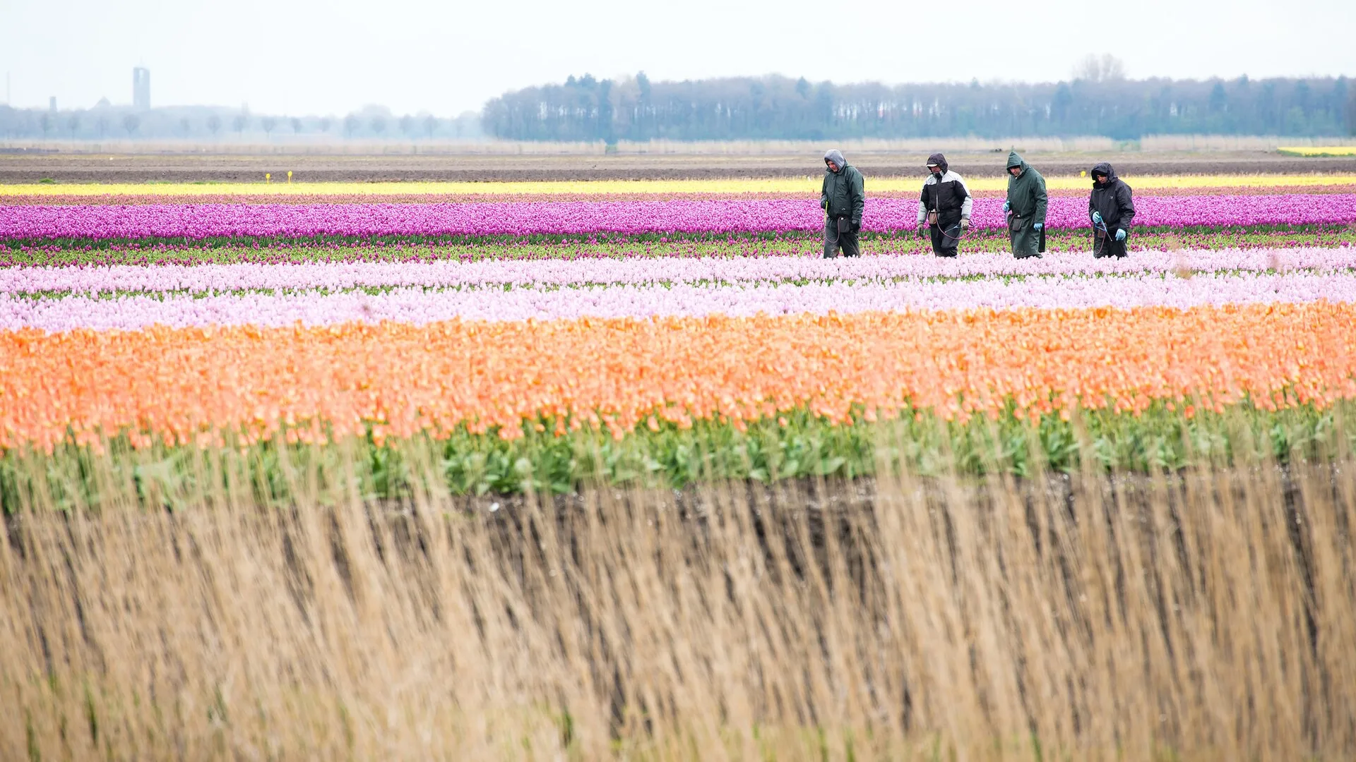 Champ de tulipes colorées aux Pays-Bas au printemps