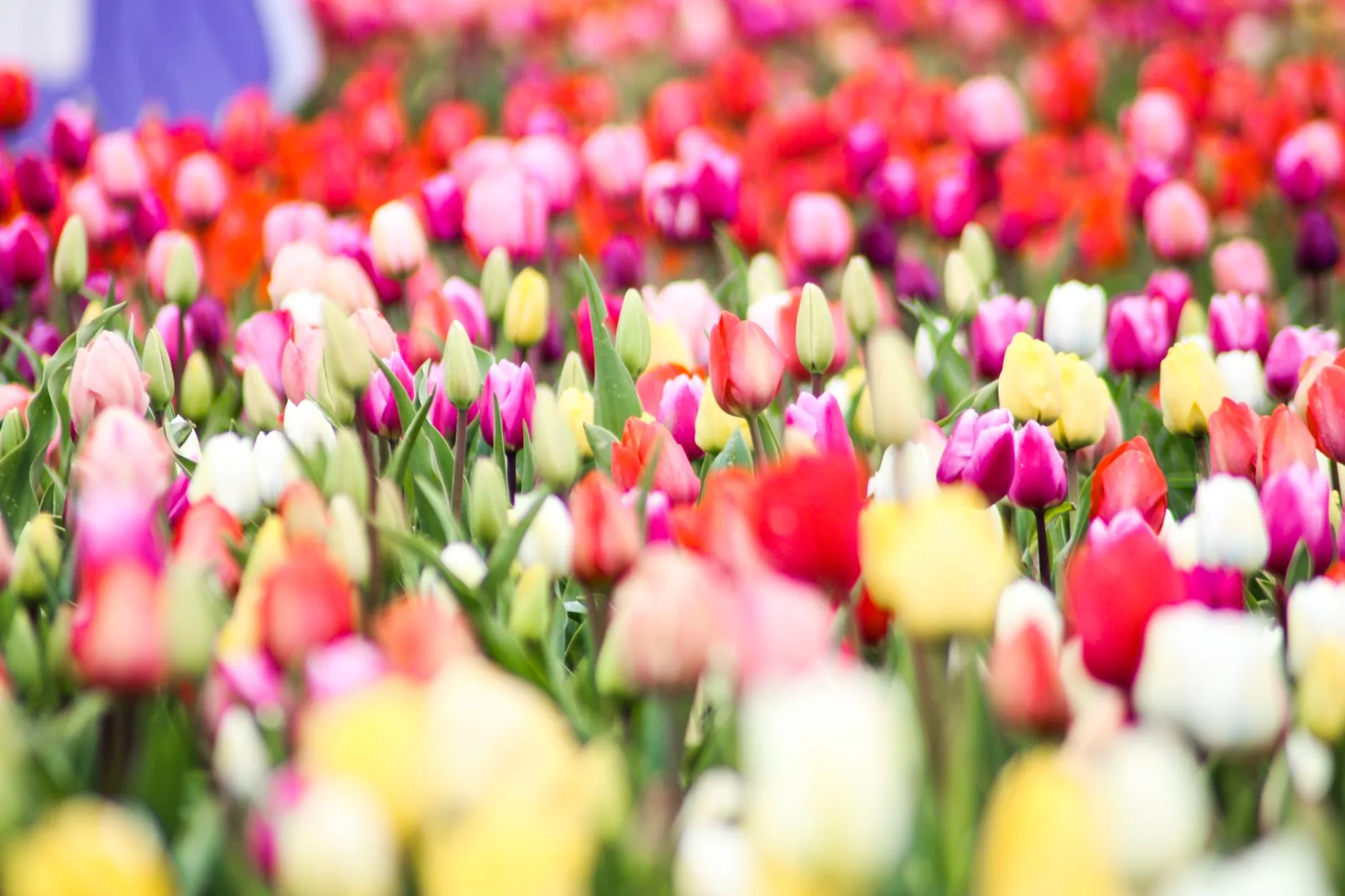 Printemps : la saison des tulipes