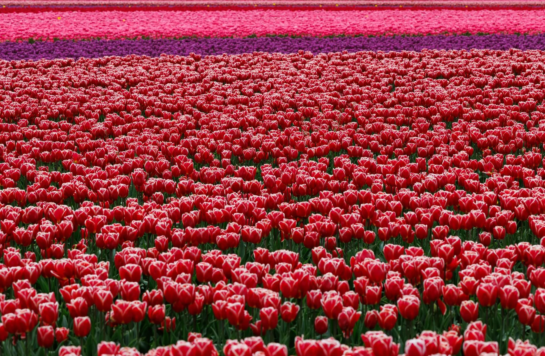 Champs de tulipes en fleurs aux Pays-Bas au printemps